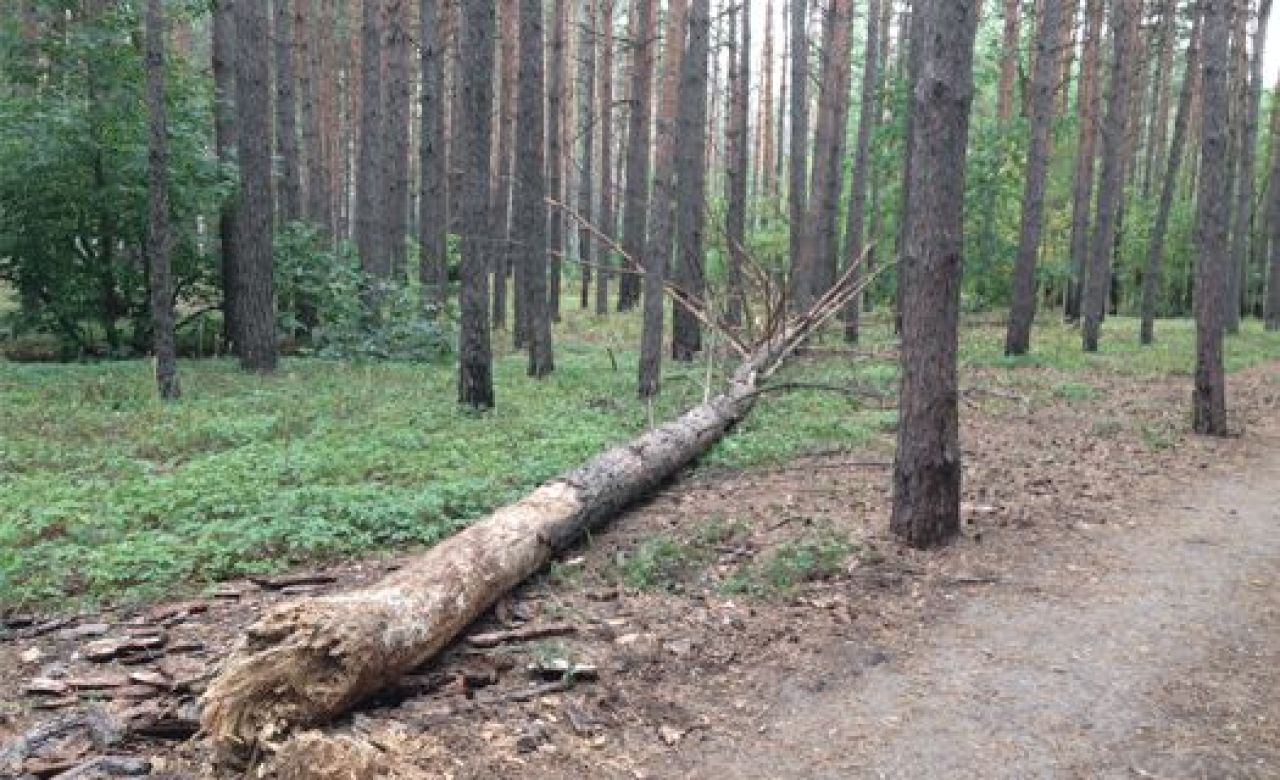 В Воронеже не рубят сухие деревья: за это городу грозят миллионные штрафы