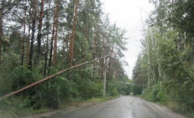 После обращения «МОЁ!» Лесхоз спилит аварийные деревья в микрорайоне Воронежа