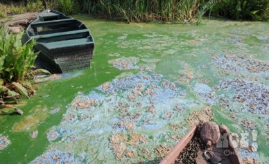 Воронеж занял 81-е место из 85 в экологическом рейтинге Минприроды