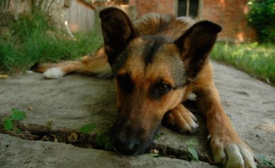 Воронежских чиновников теперь могут наказывать за отстрел собак и кошек