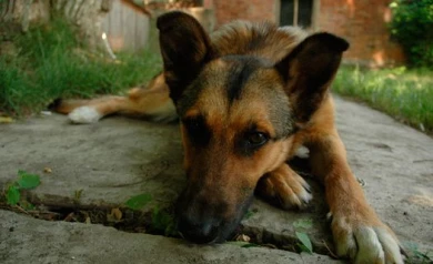 Воронежских чиновников теперь могут наказывать за отстрел собак и кошек