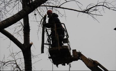 В Воронежской области комбинат благоустройства пилил несуществующие деревья