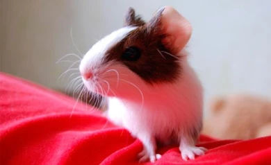 В Воронеже выберут крысу с самым длинным хвостом и самого запасливого хомяка