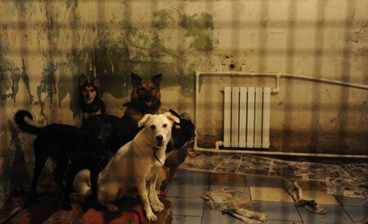 Приюту для животных фонда «Право на жизнь» нашли временное пристанище