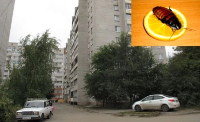 В воронежских многоэтажках завелись мадагаскарские тараканы