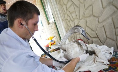 Лебедю из Масловского затона понадобилась помощь ветеринара