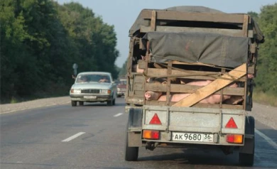 Через Воронежскую область по трассе М4 «Дон» не пропускают фуры с домашним скотом с юга
