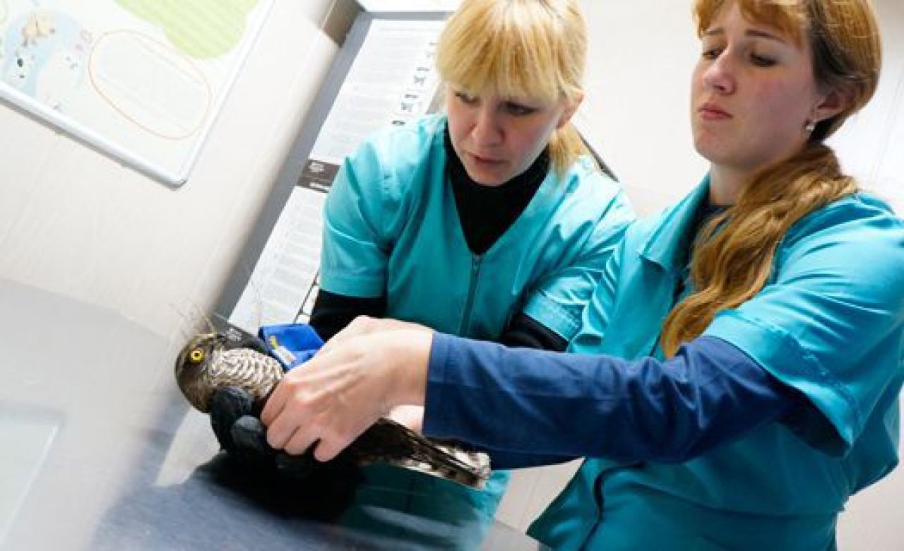 Раненую птицу обследовали в Воронежском зоопарке, но браться за сложную операцию там не стали