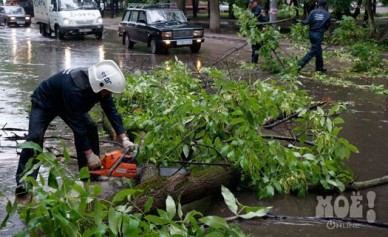 Из-за обрезки деревьев движение по улице Бурденко ограничат на три дня