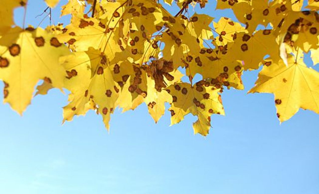 В Воронеж на несколько дней вернётся бабье лето