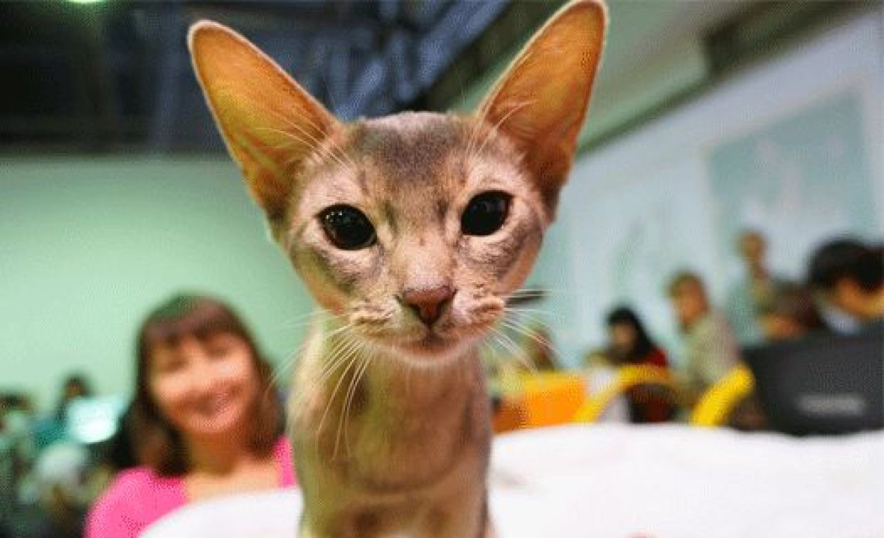 Выставка кошек в Воронеже собрала толпы посетителей