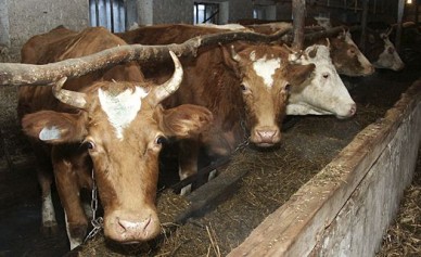 В Воронежской области элитный молочный скот из Европы будут держать в изоляции