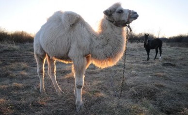 На лугу под Воронежем нашелся «бродячий» верблюд
