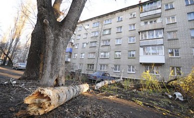 В Воронеже сухой тополь рухнул на пятиэтажку
