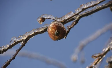 В Воронеж после короткого потепления вновь придут заморозки