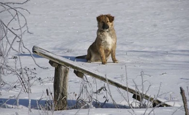 Циклон, заваливший снегом Москву, до Воронежа не доберётся