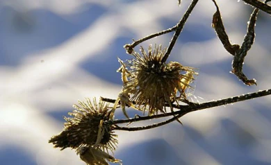 В Воронеже к концу недели потеплеет до 0 градусов