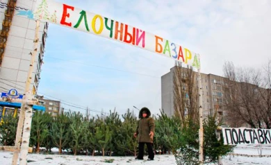 Где купить натуральную ёлку в Воронеже?