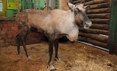 Воронежской оленихе Кате нашли жениха за 1 800 километров от Воронежа