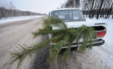 После праздников новогодние елки можно будет сдать в воронежский зоопарк