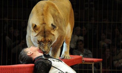 Дрессировщики столичного цирка рассказали в Воронеже, зачем львам читают газеты