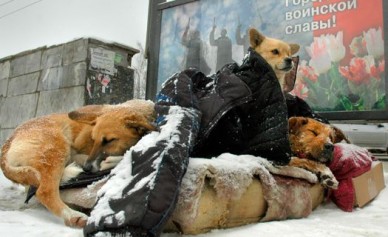 В Воронеже снова массово травят собак