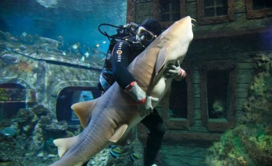 Корреспонденты «Ё!» узнали, как уложить спать акулу и почему падают в обморок пираньи