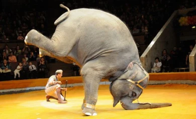 В Воронежском цирке выступила слониха, сыгравшая 50 ролей в кино