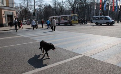 В центре Воронежа автобусы поменяют маршруты 29 апреля и 6 мая