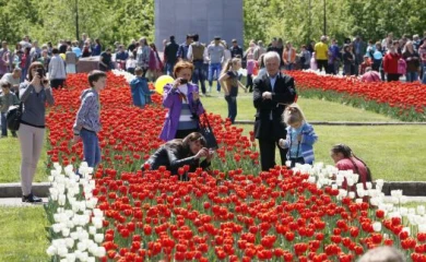 Воронежцы пришли в восторг от гигантских клумб тюльпанов на площади Победы