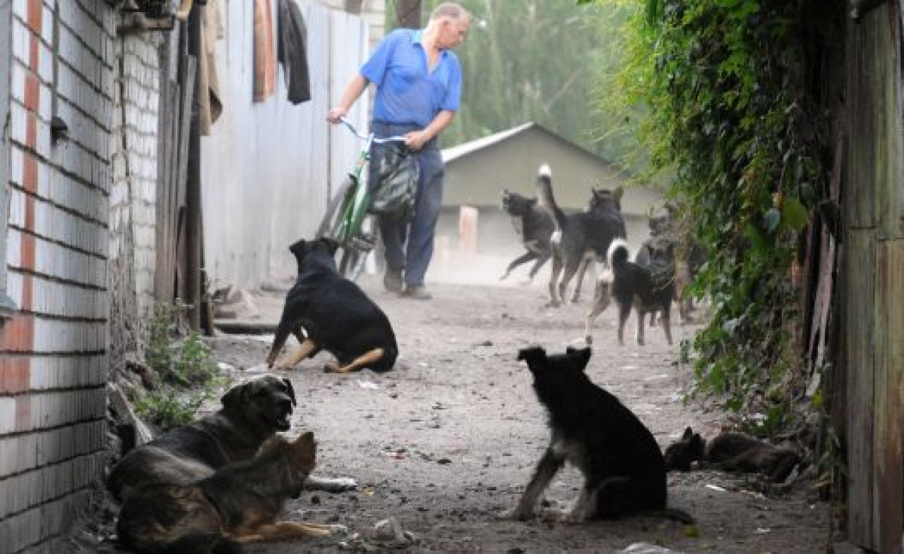 Приют "Дора"