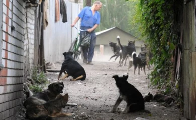 Более 450 собак из приюта «Дора» могут разбежаться по улицам Воронежа