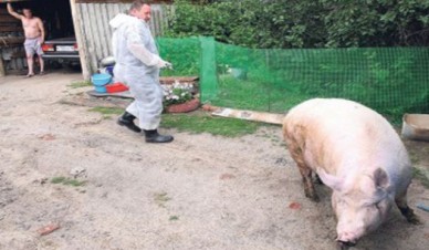 В Воронеже опасаются африканской чумы свиней из Белгородской области