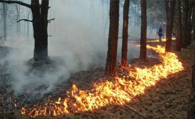 В ближайшие 20 дней воронежцам запрещено входить в лес