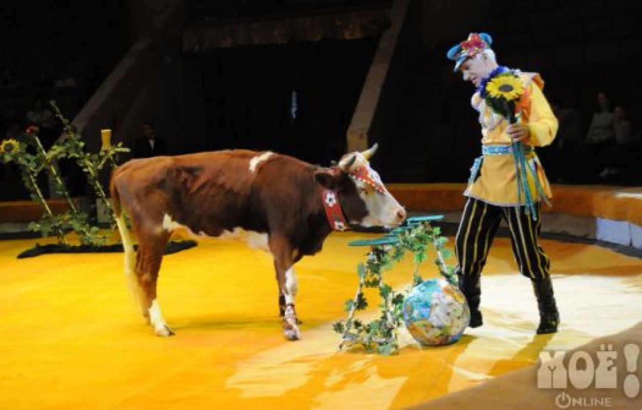 В Воронеж привезли коров, которые играют в футбол и танцуют