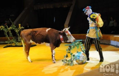 В Воронеж привезли коров, которые играют в футбол и танцуют