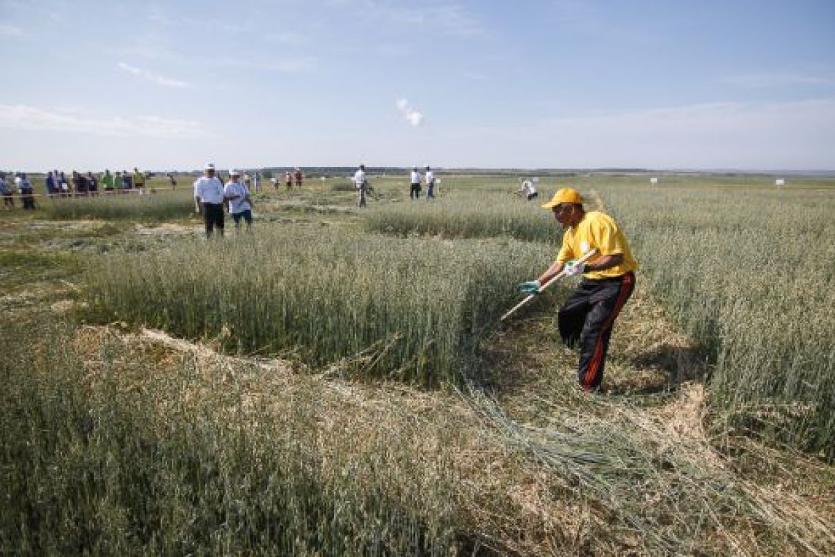 На сельских играх в Нововоронеже лучший косарь Якутии произвёл фурор