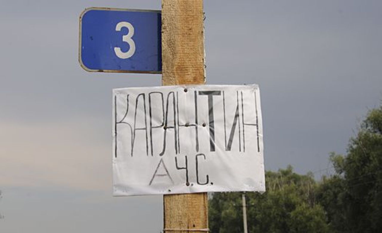 В Воронежской области массово режут свиней из-за возможной вспышки африканской чумы