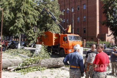 В Воронеже спиливать деревья будут по-новому