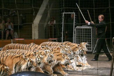 Именитый дрессировщик привёз в Воронеж 14 суматранских тигров и японских шпицев