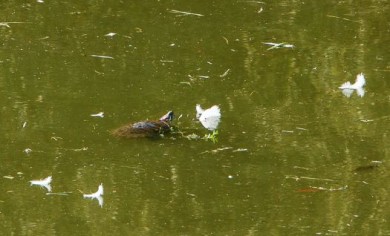В Воронеже в лебедином озере на Минской завелись тропические черепахи