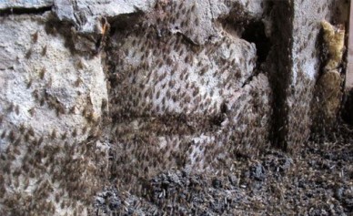 Четверо воронежцев заболели лихорадкой Западного Нила