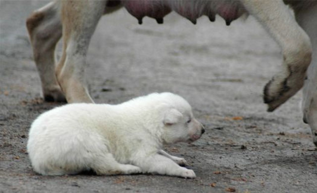 Волонтёры пытаются приучить воронежцев брать животных из приютов, а не покупать