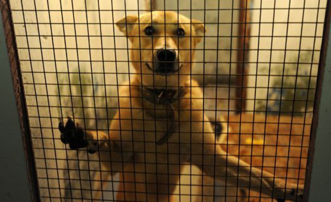 За чей счёт в Воронеже будут строить приюты для бездомных животных?