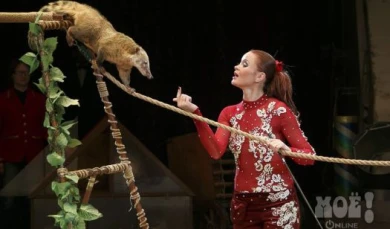 В Воронеж приехал цирк, где выступают летающие медведи и носухи-канатоходцы