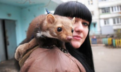 Жительница Воронежа держит в квартире куницу