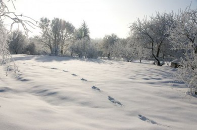 На новогодние каникулы в Воронеж придёт зима