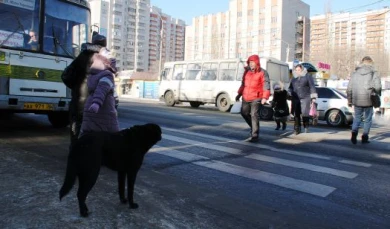 В Воронеже ищут водителя, сбившего на пешеходном переходе ребенка