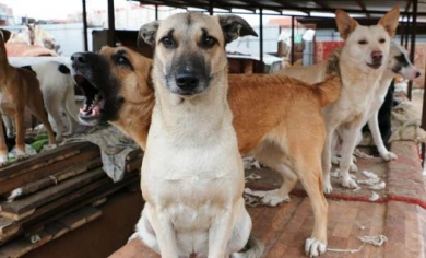 В Интернете объявили сбор подписей в поддержку приюта «Дора»