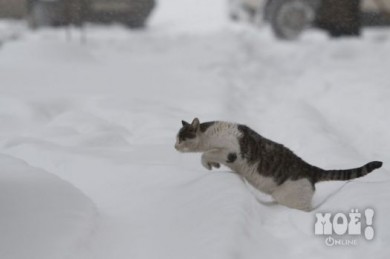 К Новому году Воронеж утонет в сугробах